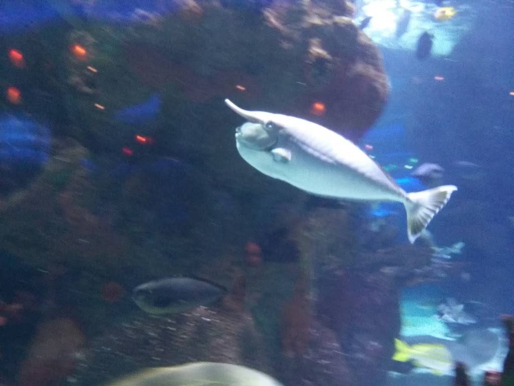 Long John Silvers | cafe | 601 S Commercial St, Harrisburg, IL 62946, USA | 6182527235 OR +1 618-252-7235