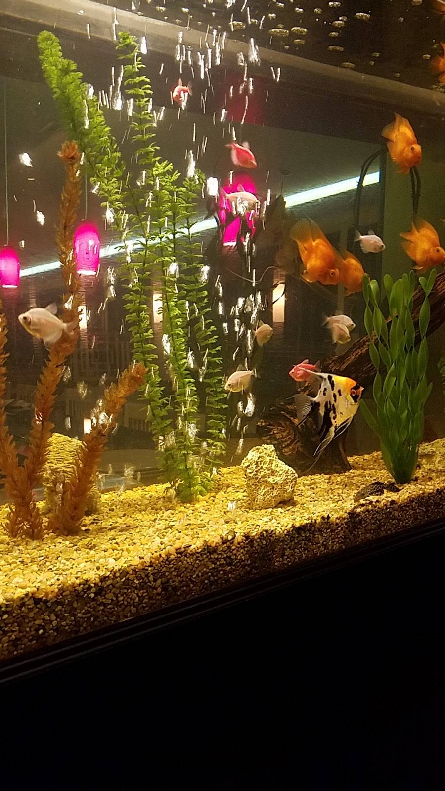 Bamboo Hyannis | restaurant | 574 Iyannough Rd, Hyannis, MA 02601, USA | 5087788188 OR +1 508-778-8188