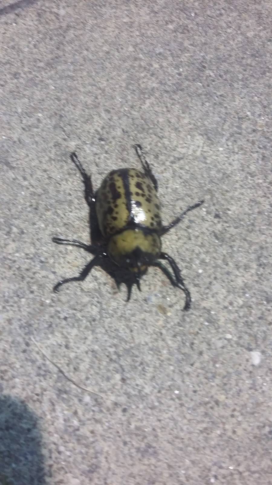 Huddle House | meal takeaway | 308 Skywatch Dr, Danville, KY 40422, USA | 8592399391 OR +1 859-239-9391