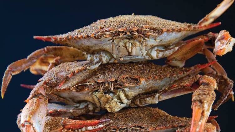 Crab House | restaurant | 19598 Coastal Hwy, Rehoboth Beach, DE 19971, USA | 3022272019 OR +1 302-227-2019