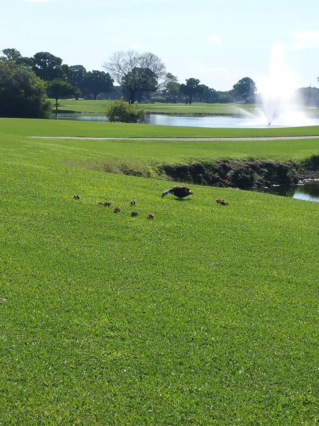 Miccosukee Golf & Country Club | restaurant | 6401 Kendale Lakes Dr, Miami, FL 33183, USA | 3053823930 OR +1 305-382-3930