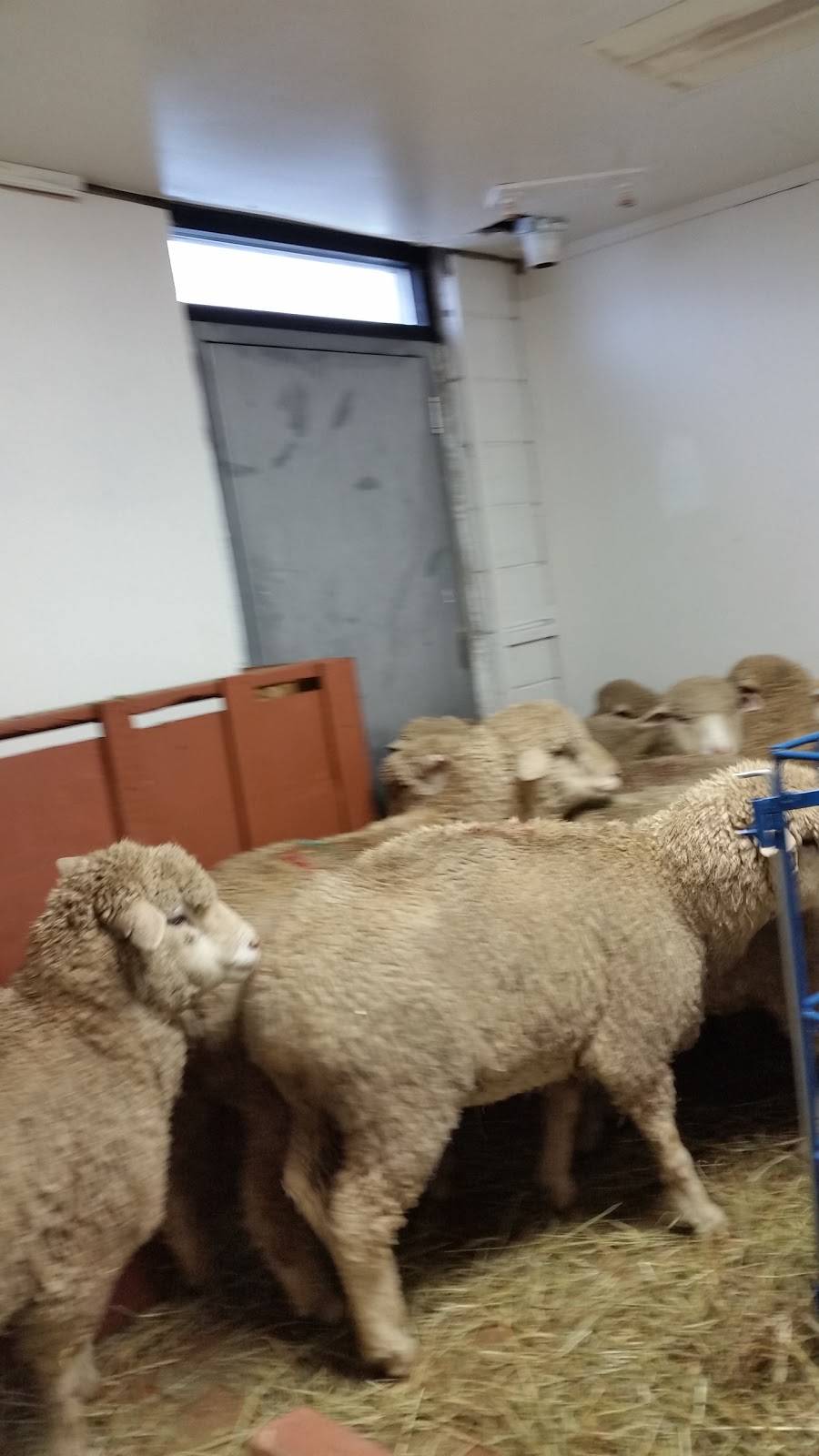 Halal Live Chicken LLC | restaurant | 5020 Edwin St, Hamtramck, MI 48212, USA | 3132858706 OR +1 313-285-8706