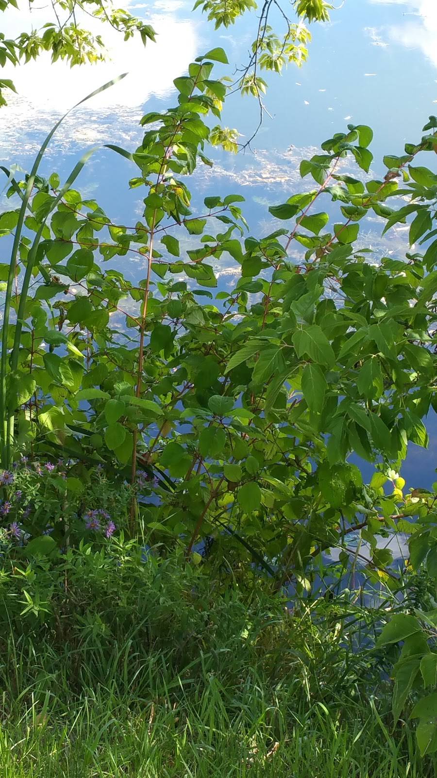 Chubbys Restaurant | restaurant | 2830 County Rd 8, Campbellford, ON K0L 1L0, Canada | 7056532908 OR +1 705-653-2908