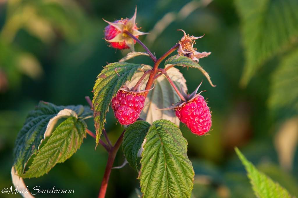 Roses Berry Farm | restaurant | 295 Matson Hill Rd, South Glastonbury, CT 06073, USA | 8606337467 OR +1 860-633-7467