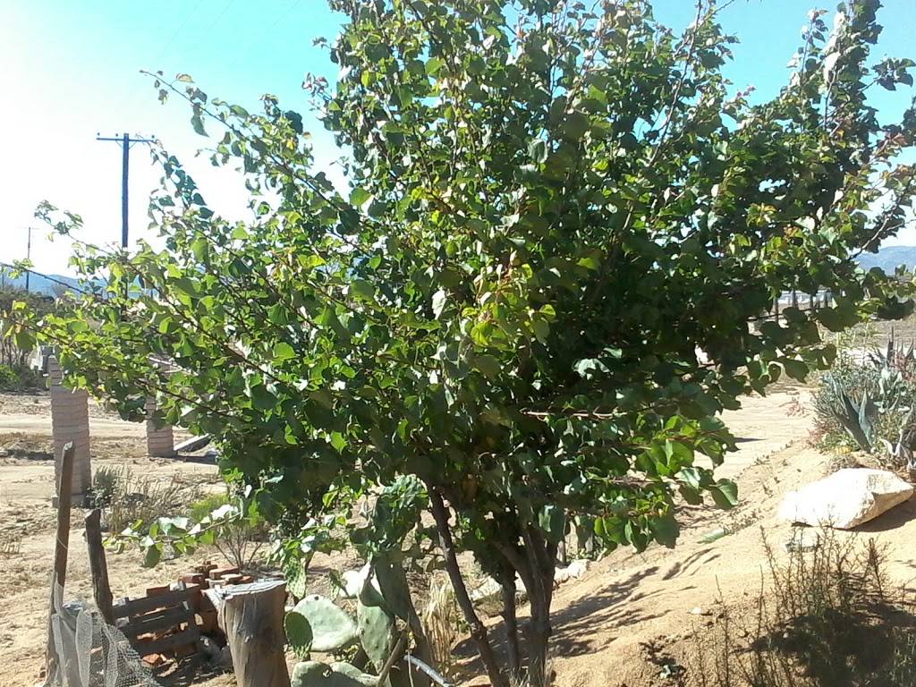 La Cabaña Del Adobe, Ruta Del Vino, Ensenada, B.C., Mexico. | restaurant | Ensenada, Baja California, Mexico | 016461839381 OR +52 646 183 9381