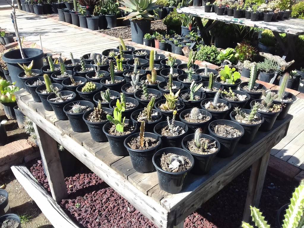 Le Pinche Francés | restaurant | Gastélum 957, Zona Centro, 22800 Ensenada, B.C., Mexico | 016461029625 OR +52 646 102 9625