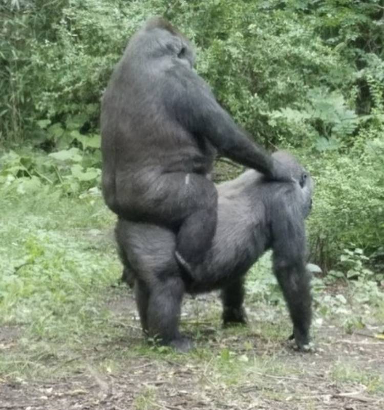 The Odd Fellows Lodge | restaurant | 24 Elizabeth St, Orangeville, ON L9W 1C1, Canada | 5199410790 OR +1 519-941-0790