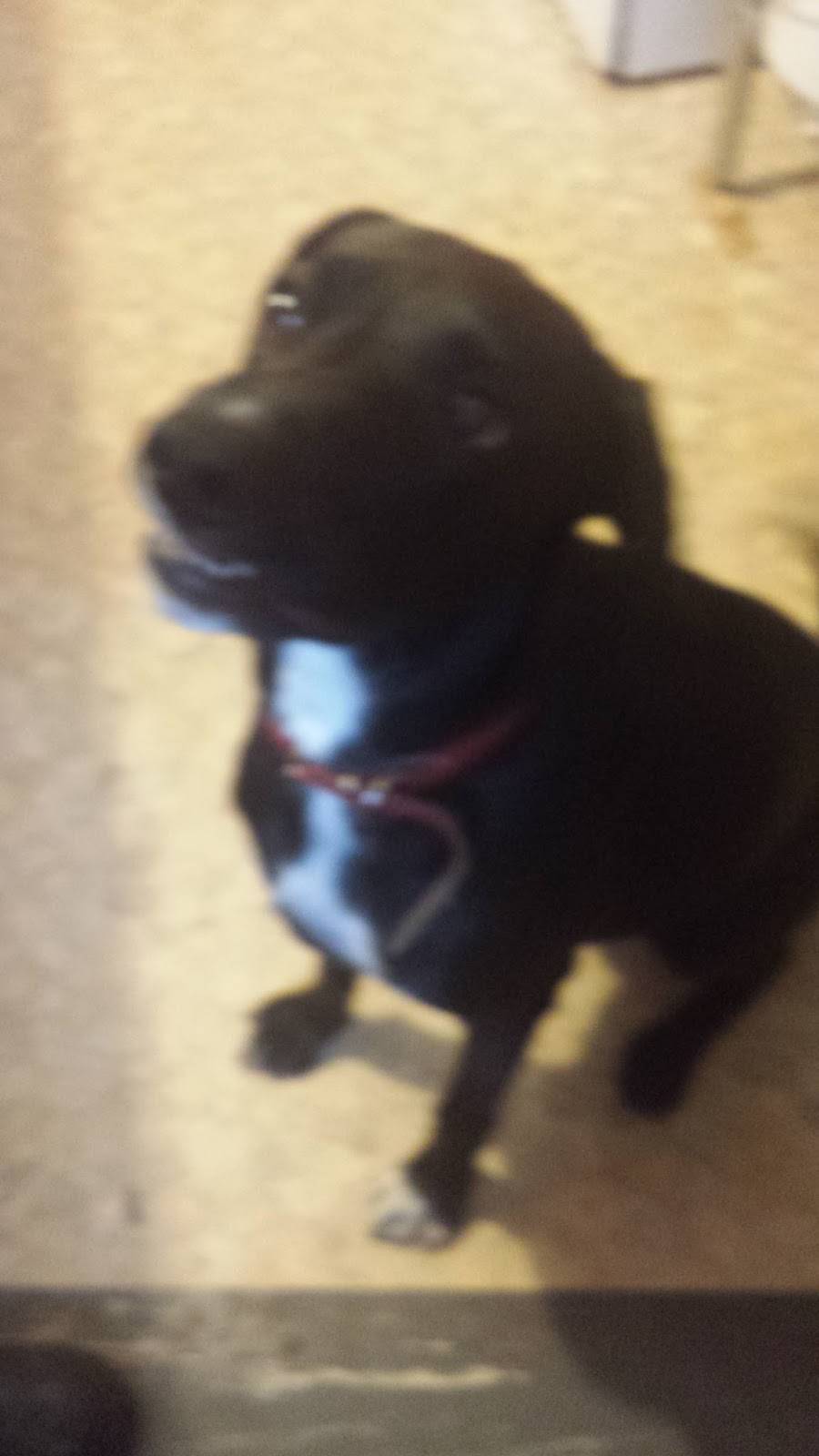 Food Dude Concessions | restaurant | 227 Kennedy St, Livingston, TN 38570, USA | 9313973414 OR +1 931-397-3414