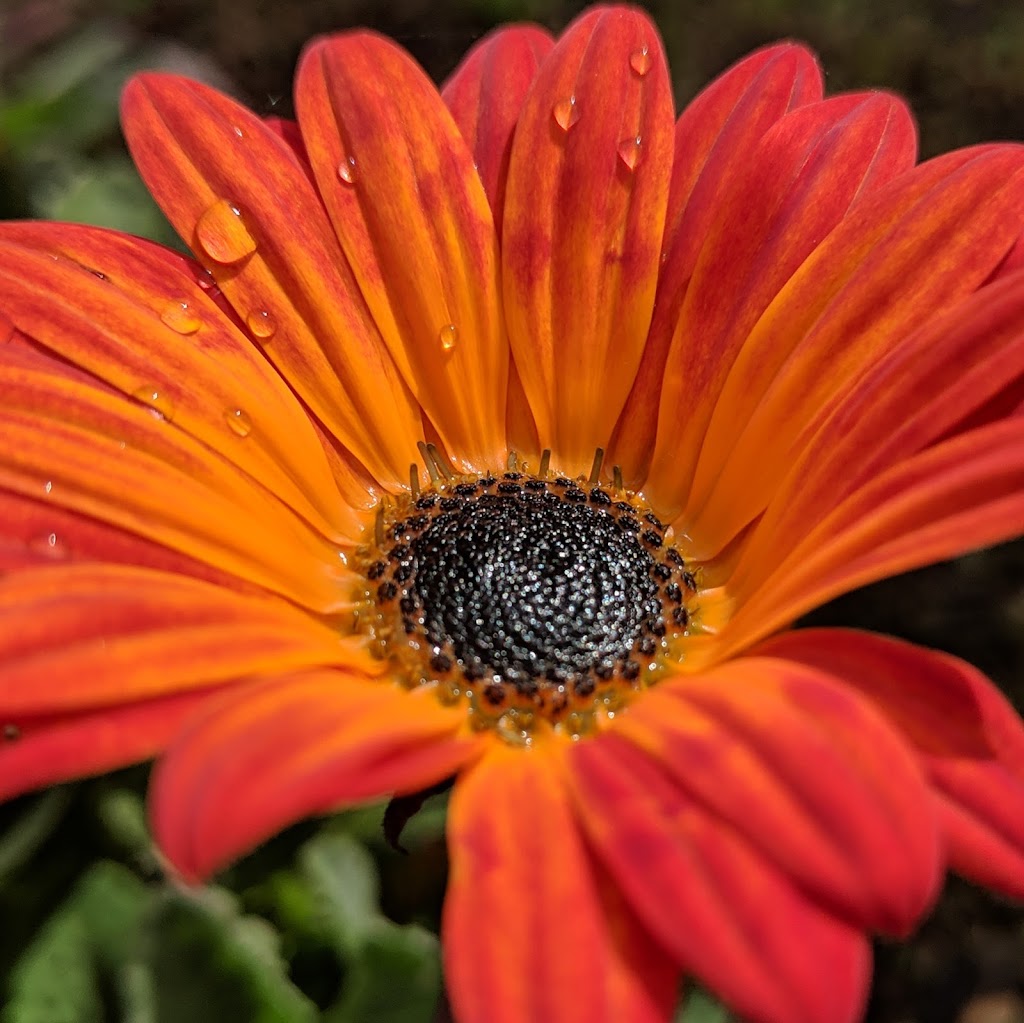 Michaels Sourdough Sandwiches | restaurant | 42 Digital Dr, Novato, CA 94949, USA | 4158835110 OR +1 415-883-5110