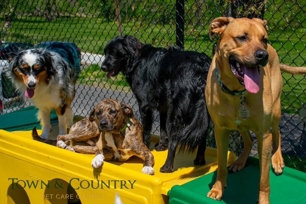 Town and Country Pet Care Center | restaurant | 393 Langhorne Ave, Langhorne, PA 19053, USA | 2157523661 OR +1 215-752-3661