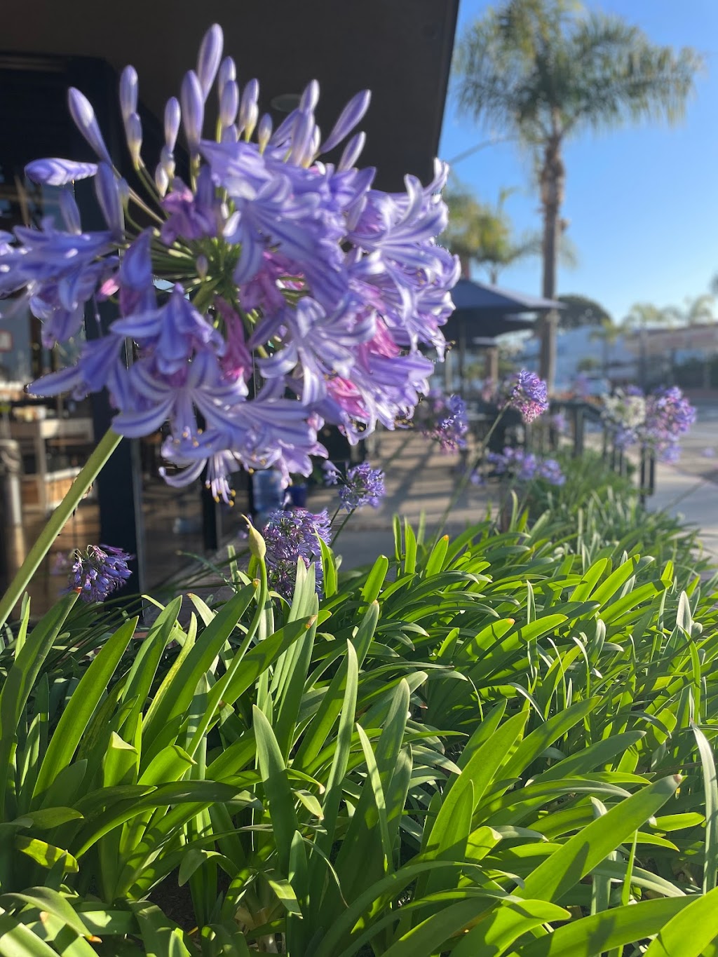 Rosemonts Cafe | cafe | 6830 La Jolla Blvd Suite 101, La Jolla, CA 92037, USA | 8583526311 OR +1 858-352-6311