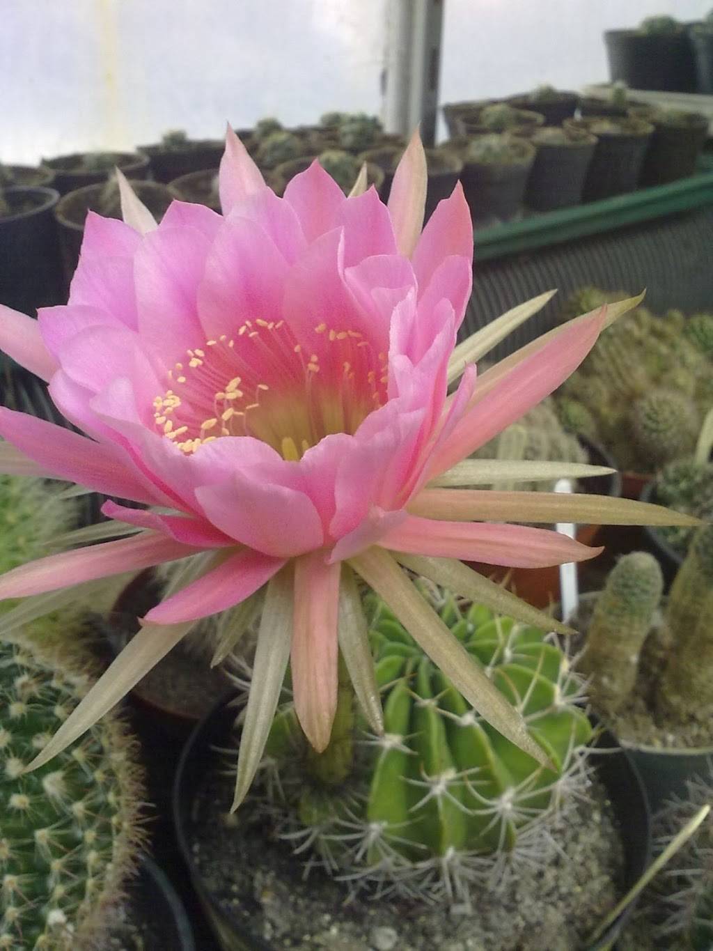 Del Taco | meal takeaway | 519 S Riverside Ave, Rialto, CA 92376, USA | 9098740121 OR +1 909-874-0121