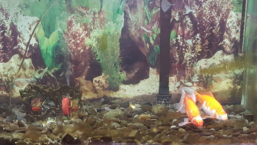 New Dragon | restaurant | 80 Point Judith Road,, Narragansett, RI 02882, USA | 4017831110 OR +1 401-783-1110