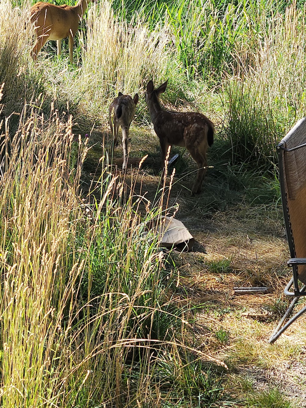 Mill Creek Resort | restaurant | 40271 CA-172, Mill Creek, CA 96061, USA | 5305954449 OR +1 530-595-4449