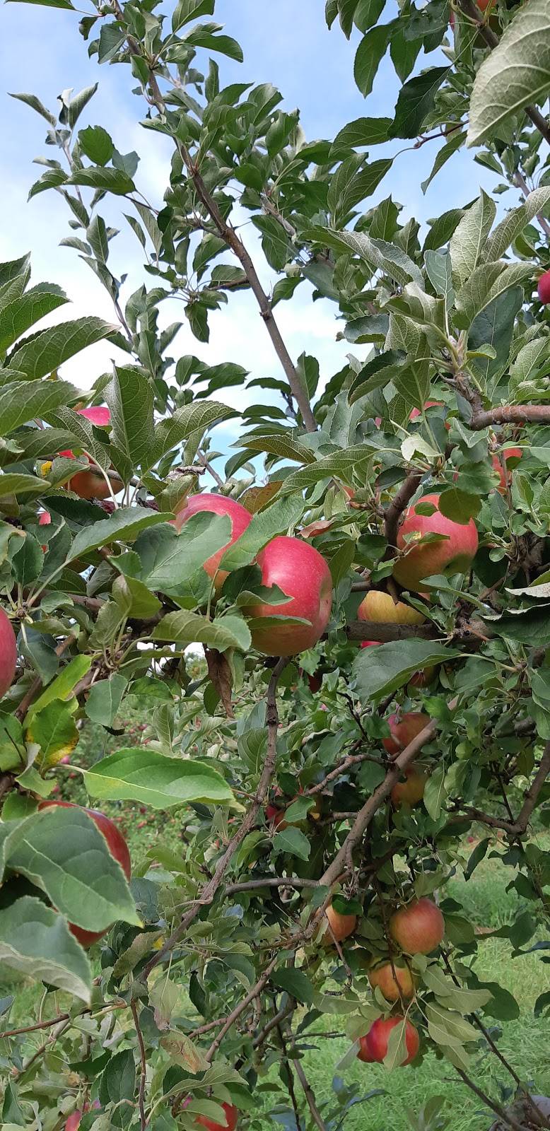 Vergers Cassidy | restaurant | ,JOS-1EO, 2910 QC-202, Franklin, QC J0S 1E0, Canada | 4508272000 OR +1 450-827-2000