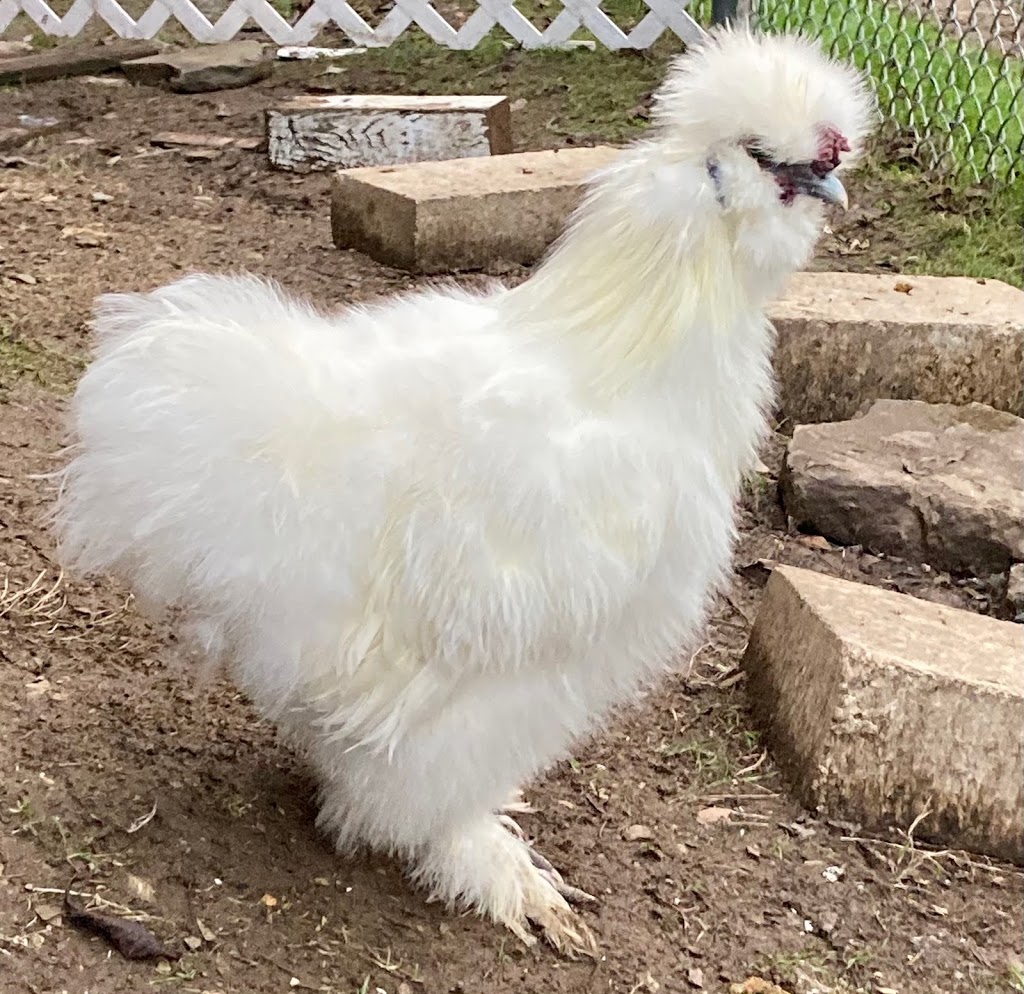 Sunny Side Silkies | restaurant | 7630 Center St, Emerald, PA 18080, USA | 4845535468 OR +1 484-553-5468