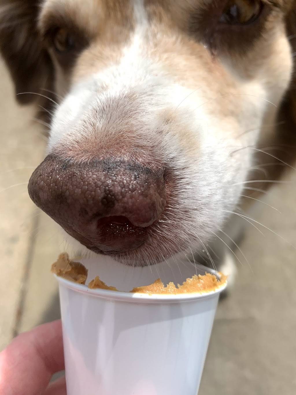 Sammy’s Smoothie Bar | restaurant | 109 N Cross St, Robinson, IL 62454, USA | 6184691005 OR +1 618-469-1005