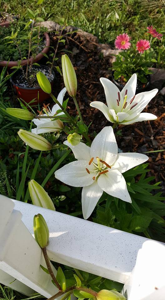 Willows Bend Farm Herbs & Aromatherapy | restaurant | 20413 Carson Rd, Dinwiddie, VA 23841, USA | 8048927588 OR +1 804-892-7588