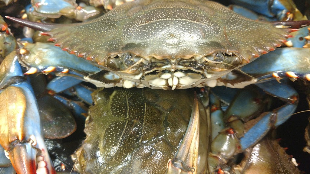 ReelTime Fishers Seafood | restaurant | 7437 E. Highway 22, Panama City, FL 32404, USA | 8508710085 OR +1 850-871-0085