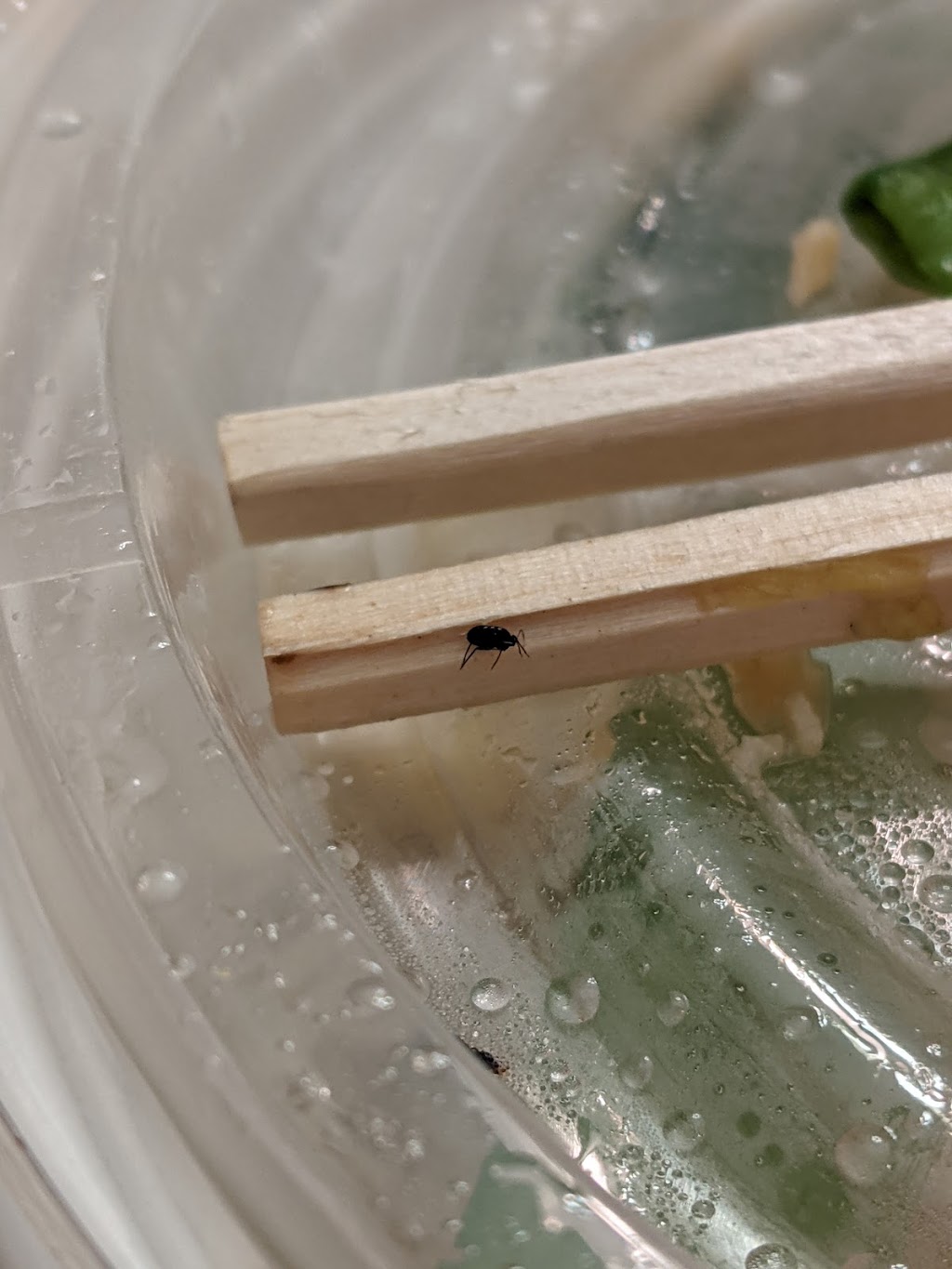 China Town | restaurant | 41934 North Carolina Hwy 12, Avon, NC 27915, USA | 2529950118 OR +1 252-995-0118