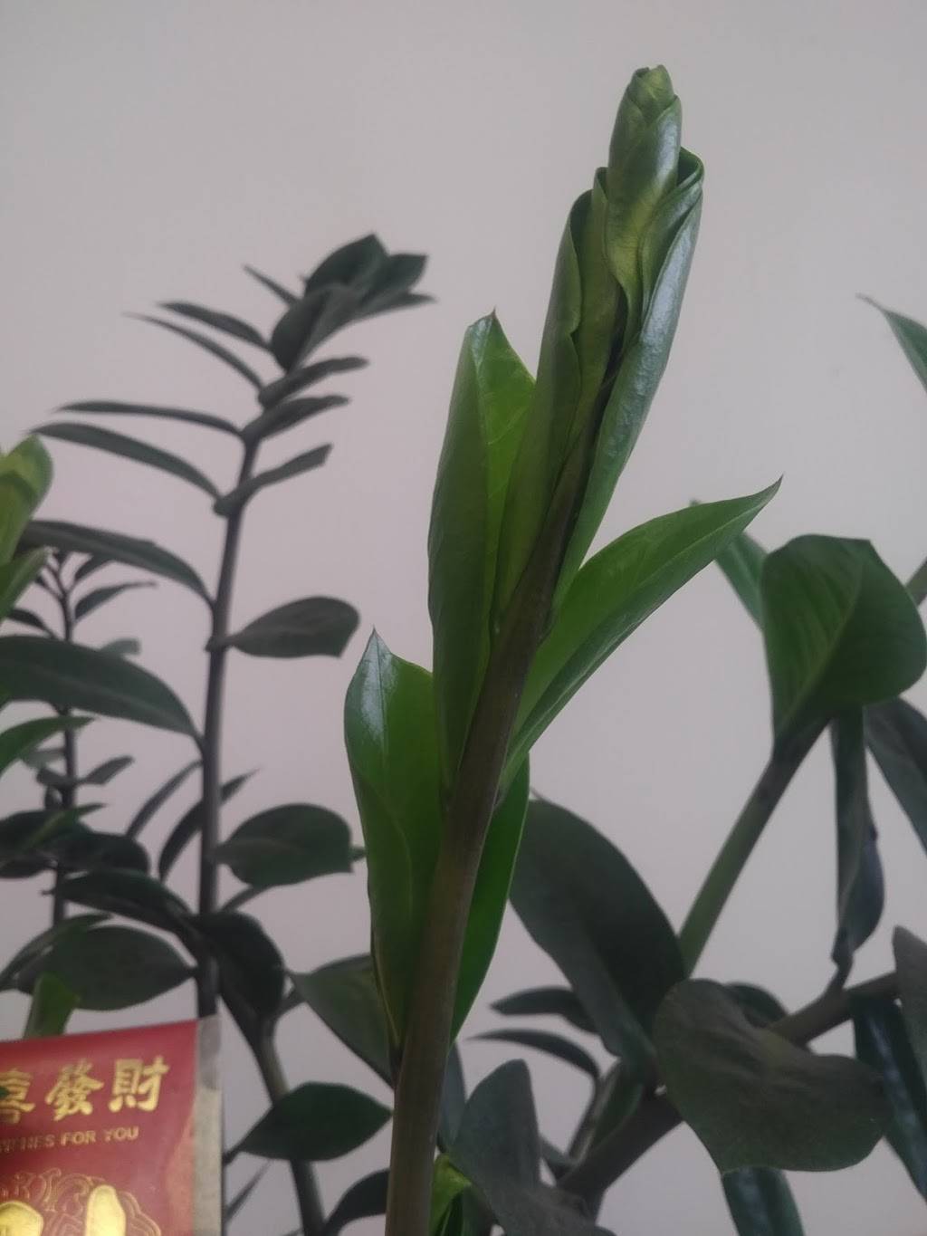 Chens Garden | restaurant | 7525 Tidewater Dr, Norfolk, VA 23505, USA | 7575888181 OR +1 757-588-8181