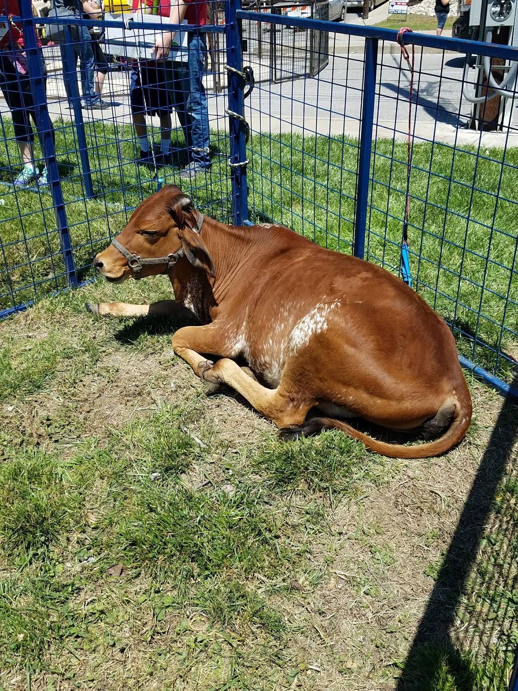 Paleterias Tropicana At The Med | restaurant | 2160 W 39th Ave, Kansas City, KS 66103, USA | 9133847373 OR +1 913-384-7373