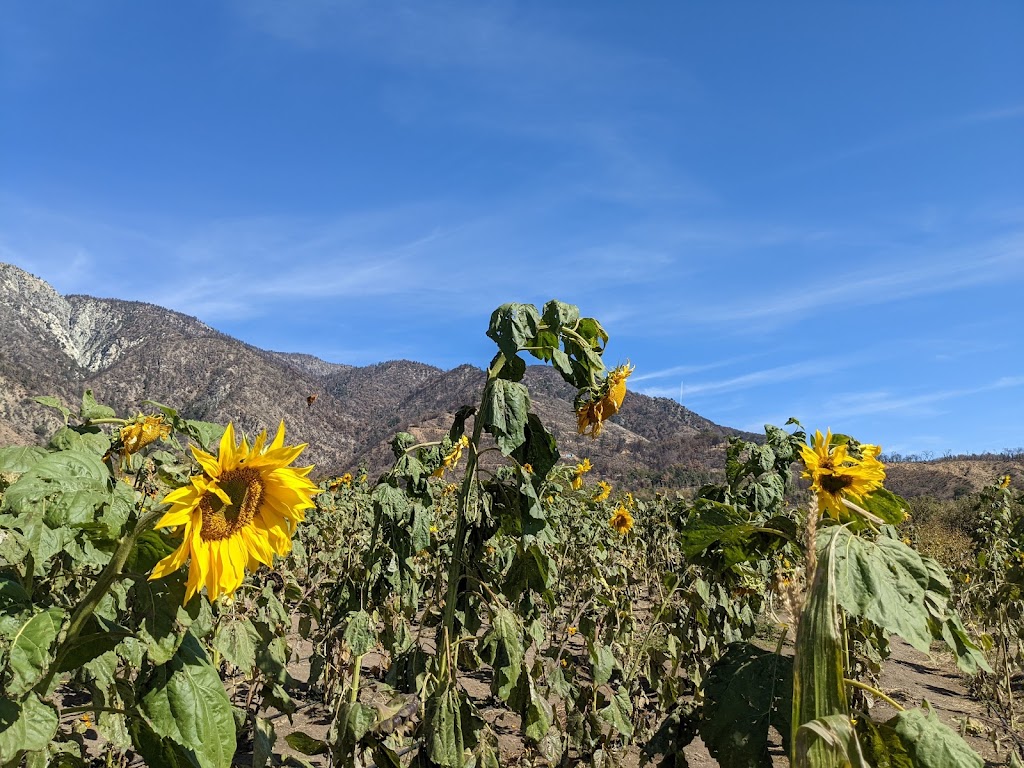 Los Rios Rancho | bakery | 39611 Oak Glen Rd, Yucaipa, CA 92399, USA | 9097971005 OR +1 909-797-1005