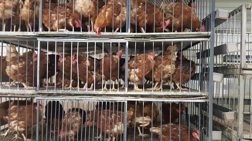 Abes Live Poultry | restaurant | 431 15th Ave, Newark, NJ 07103, USA | 9736425591 OR +1 973-642-5591