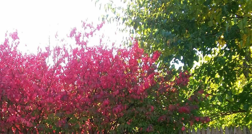 Dunkin Donuts | cafe | 7020 Ogden Ave, Berwyn, IL 60402, USA | 7087955444 OR +1 708-795-5444