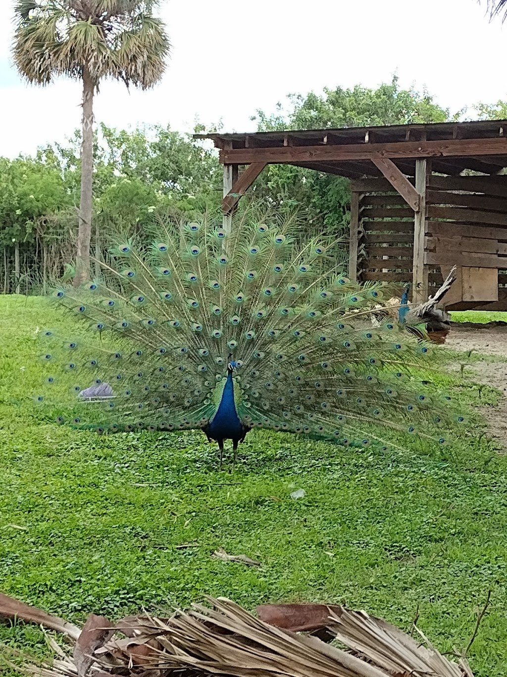 Wild Florida Airboats & Gator Park | restaurant | 3301 Lake Cypress Rd, Kenansville, FL 34739, USA | 4079573135 OR +1 407-957-3135