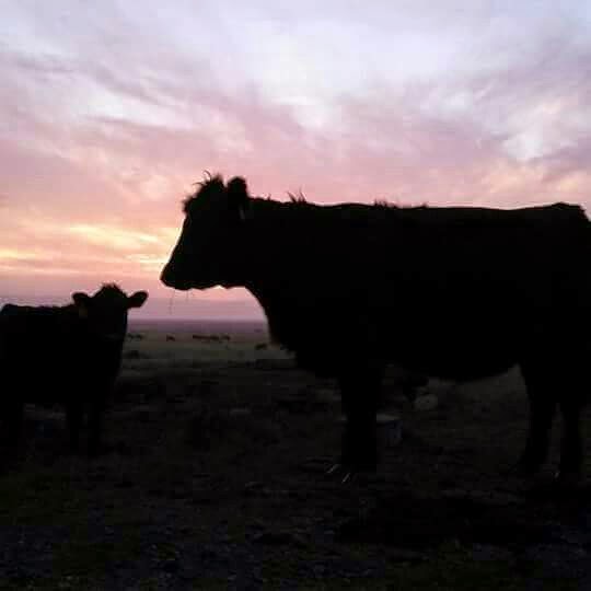 Fernbridge Cafe & Coffee Barn | restaurant | 623 Fernbridge Dr, Fortuna, CA 95540, USA | 7077863900 OR +1 707-786-3900
