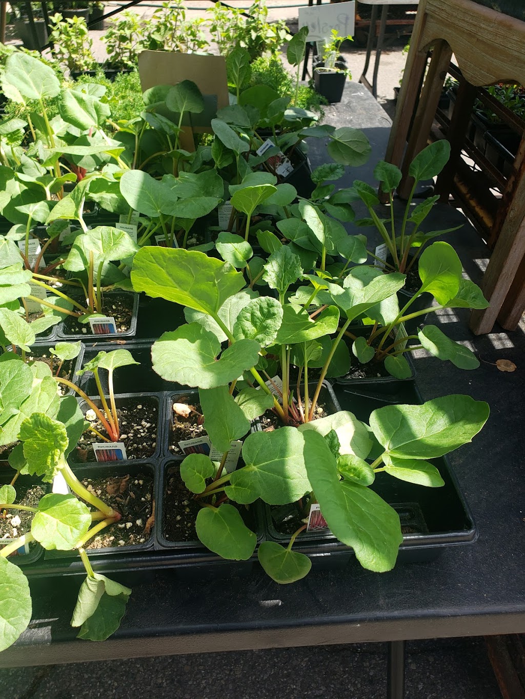 Thrive Acai | restaurant | 1622 Wilkins St, Detroit, MI 48207, USA | 7347732471 OR +1 734-773-2471