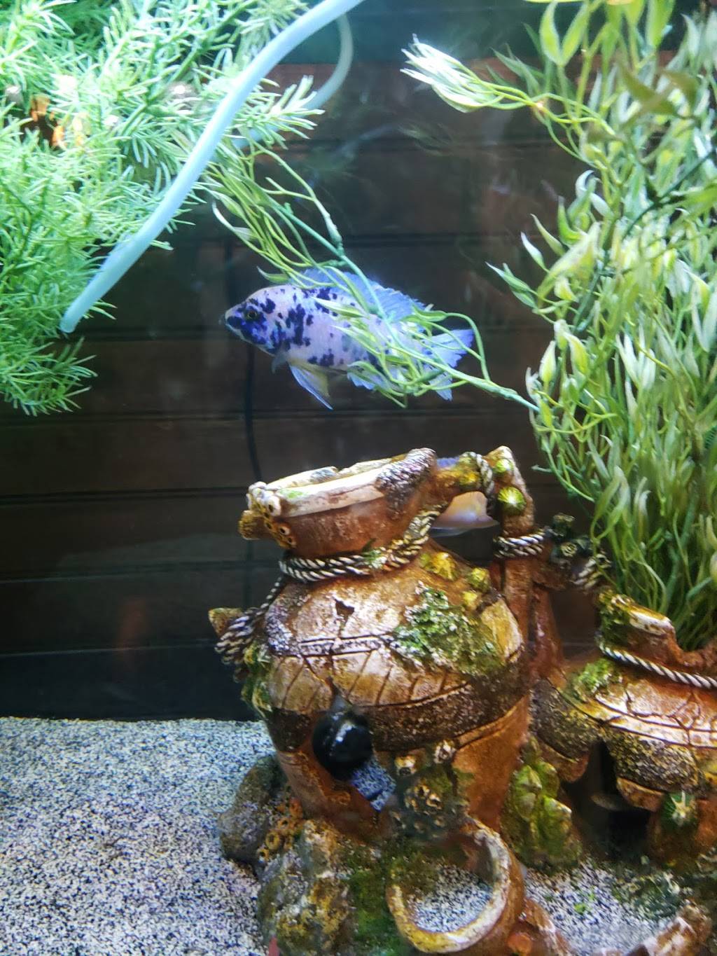 Simply Pho House | restaurant | 101 US-281, Marble Falls, TX 78654, USA | 8302205013 OR +1 830-220-5013