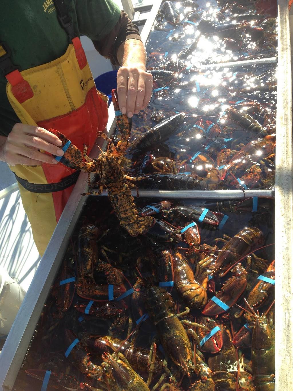 Plymouth Bay Lobster Co., LLC | restaurant | 62R Hedge Rd, Plymouth, MA 02360, USA | 5087463328 OR +1 508-746-3328