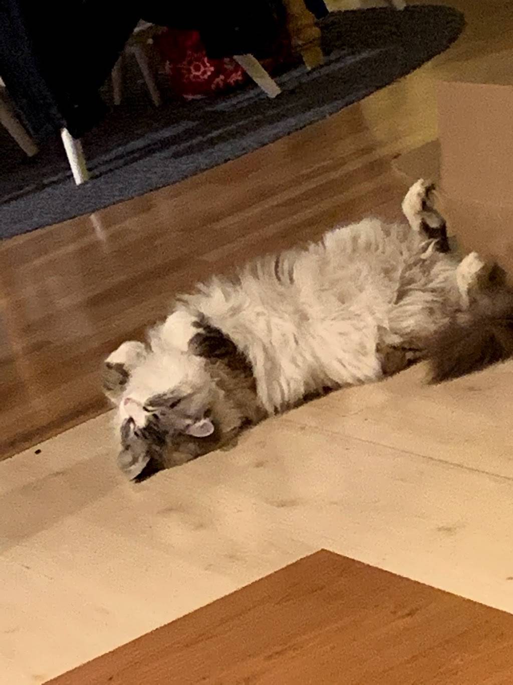 Capones Pizza | meal takeaway | 2820 Boniface Pkwy, Anchorage, AK 99504, USA | 9073397970 OR +1 907-339-7970