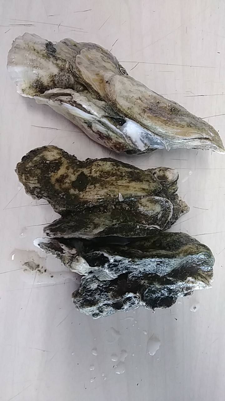 Cypress Point Store ???? | restaurant | 904 St Johns Ave, Palatka, FL 32177, USA | 3863263842 OR +1 386-326-3842