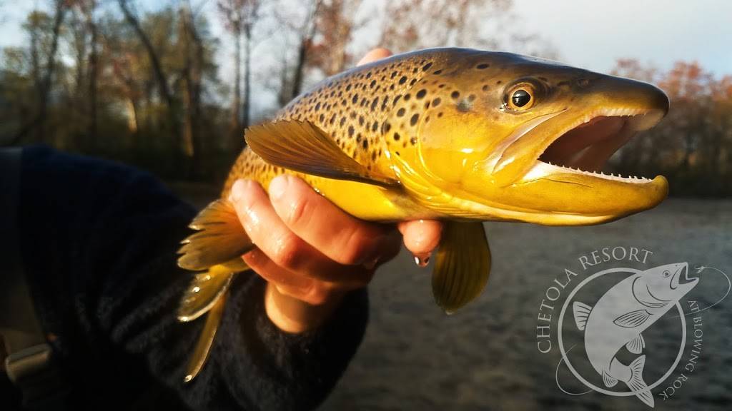 Chetola Orvis Endorsed Fly Fishing Guide Service | restaurant | 185 Chetola Lake Dr, Blowing Rock, NC 28605, USA | 8287504198 OR +1 828-750-4198