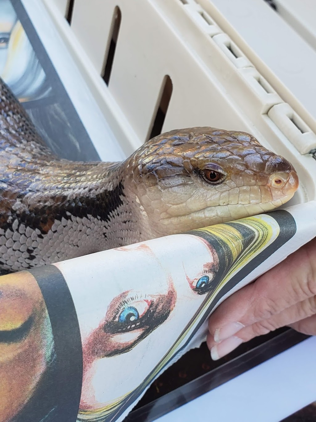 Zoo Grill | cafe | Los Angeles Zoo, Los Angeles, CA 90027, USA | 3236444200 OR +1 323-644-4200