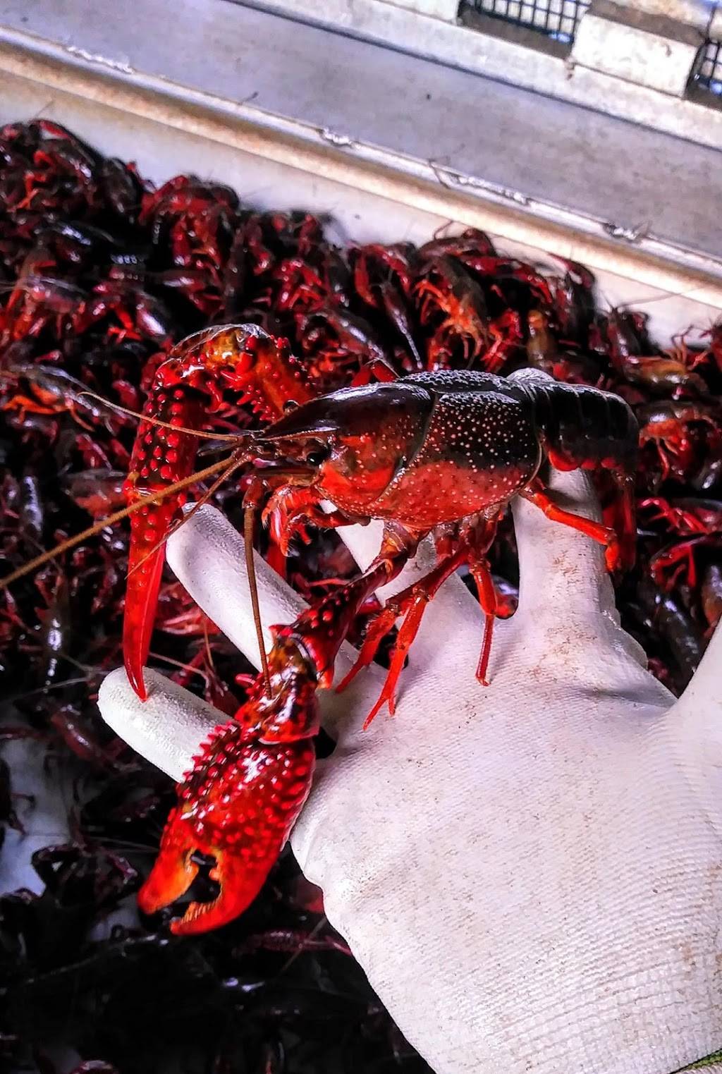 Red Tailz Crawfish | restaurant | 19705 TX-124, Beaumont, TX 77705, USA | 2816840033 OR +1 281-684-0033