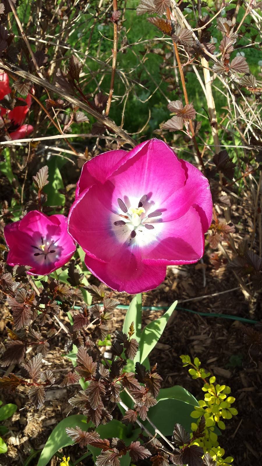 Chef to Go | restaurant | 1258 Pallatine Dr, Oakville, ON L6H 1Z2, Canada | 9054670385 OR +1 905-467-0385