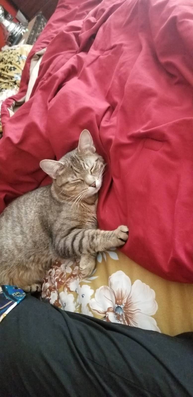 Oasis Cafe - Hookah, Events and Local brews | cafe | 2009 Franciscan Way, West Chicago, IL 60185, USA | 6308769600 OR +1 630-876-9600