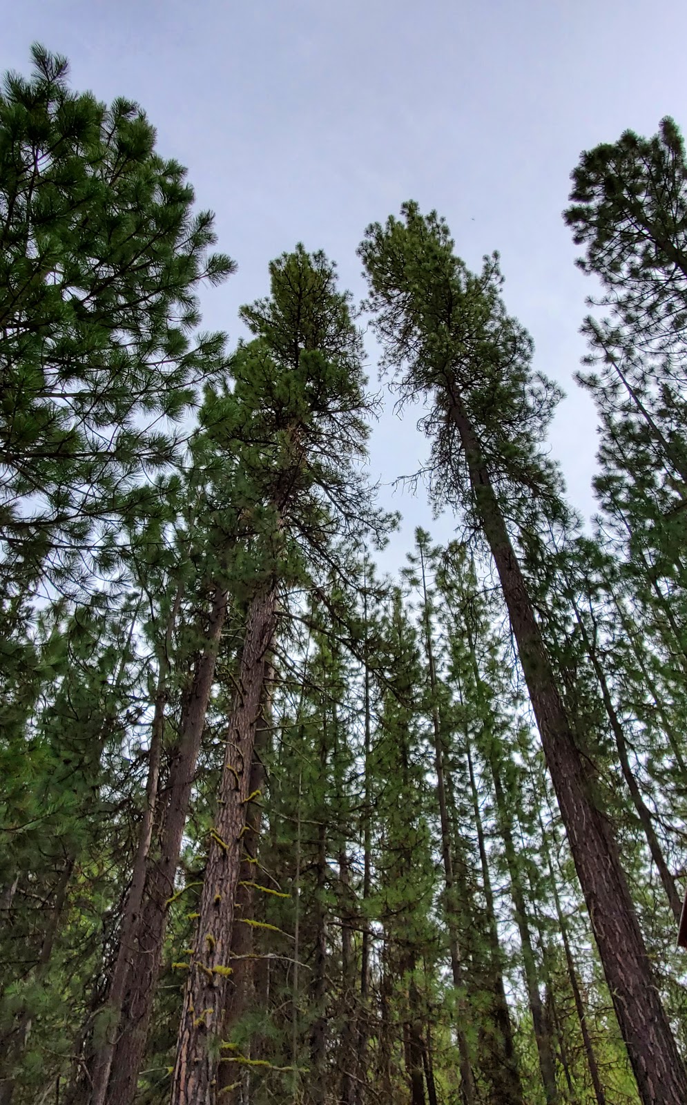 Twin Lakes Resort | restaurant | S Century Dr, La Pine, OR 97739, USA | 5413826432 OR +1 541-382-6432