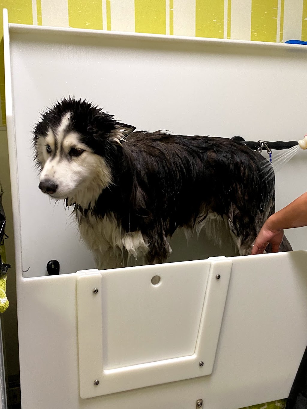 Pet SAV | restaurant | 954 N Tustin St, Orange, CA 92867, USA | 9493061630 OR +1 949-306-1630