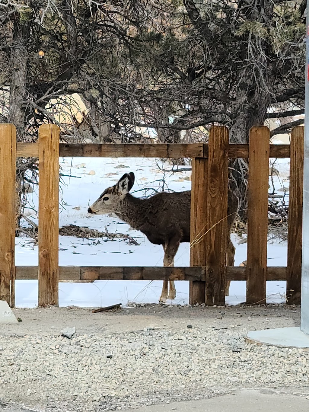 Elkhorn Pizzeria | restaurant | 601 US Hwy 24 N, Buena Vista, CO 81211, USA | 7193954882 OR +1 719-395-4882