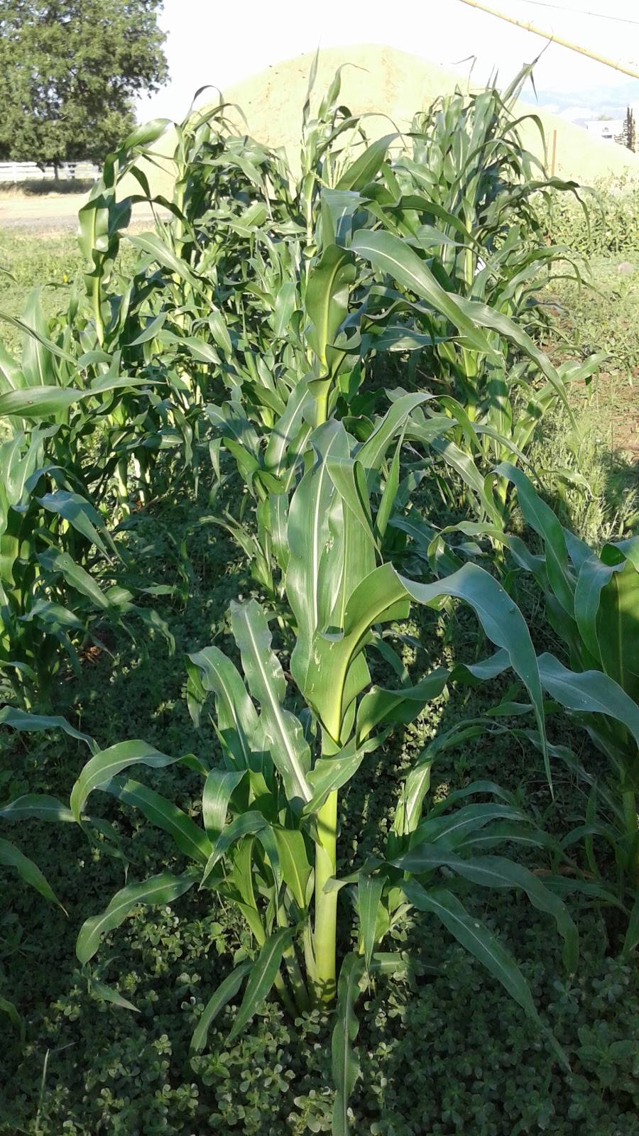 Emerald Commodities Inc | restaurant | 32041 Cartney Dr, Harrisburg, OR 97446, USA | 5419956261 OR +1 541-995-6261