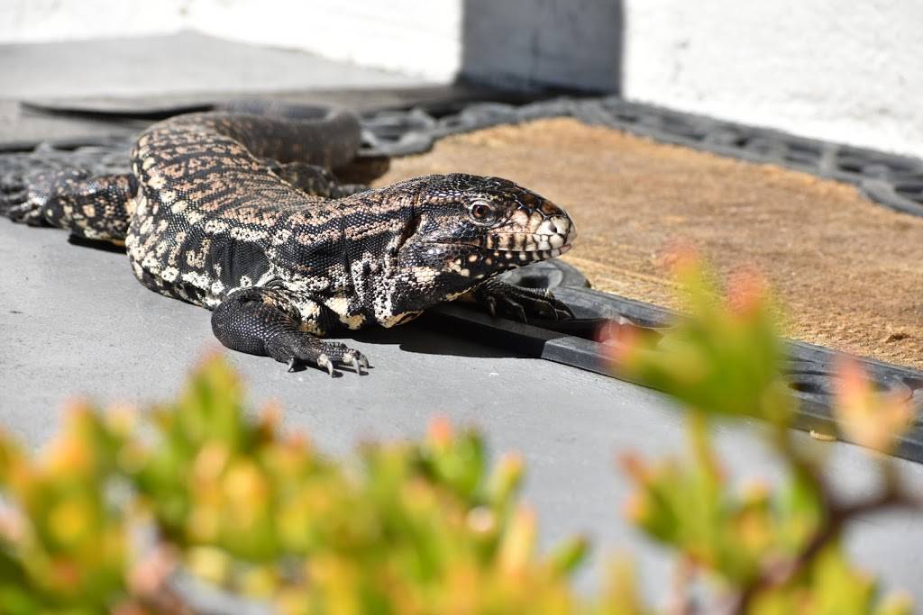 A Chau Restaurant | restaurant | 4644 El Cajon Blvd, San Diego, CA 92115, USA | 6192814066 OR +1 619-281-4066