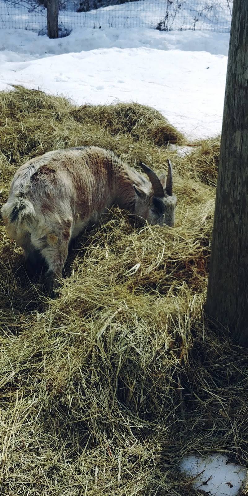 Erabliére J B Caron | restaurant | 581 Ch de Point Comfort, Gracefield, QC J0X 1W0, Canada | 8194630116 OR +1 819-463-0116