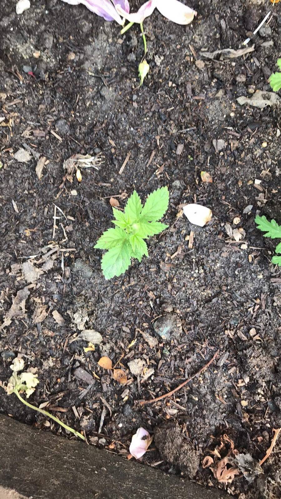 Casa Vargas | restaurant | Eucalipto 48, Zona Centro, 22710 Rosarito, B.C., Mexico | 016611071602 OR +52 661 107 1602