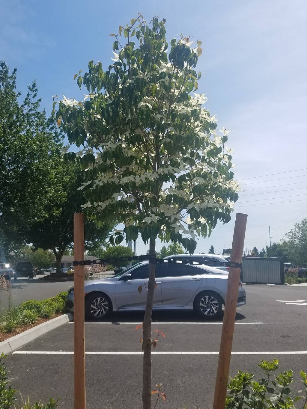 Starbucks | cafe | 2303 N Pearl St, Tacoma, WA 98406, USA | 2533274841 OR +1 253-327-4841