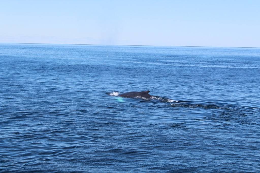 Terra Luna | restaurant | 104 Shore Rd, North Truro, MA 02652, USA | 5084871019 OR +1 508-487-1019